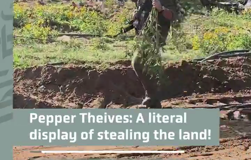 Thumbnail preview image for the video titled: Israeli soldiers steal peppers grown in Gaza
